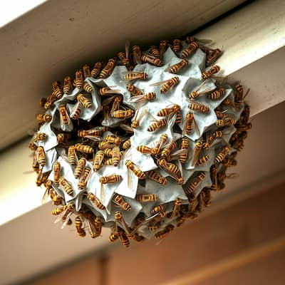 Close-up of a wasp nest covered in wasps attached to a wooden eave representing stinging and flying pest problems
